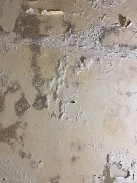 Best Mold Testing  in Pelham, AL
