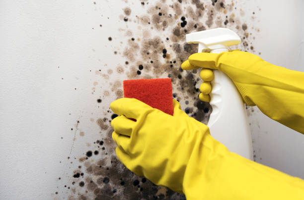 Best Certified Mold Removal  in Pelham, AL