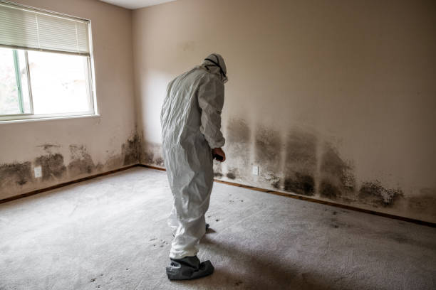 Best Residential Mold Removal  in Pelham, AL