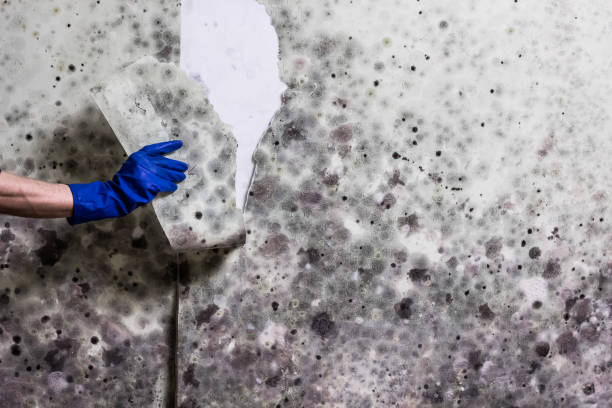 Trusted Pelham, AL Mold Removal Experts
